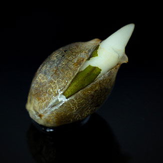 Zaailing Serious Seeds cannabis zaadje Zaailing Serious Seeds cannabis zaadje