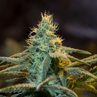 Super Skunk cannabis plant