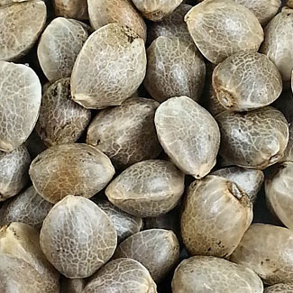 Super Skunk zaden van het Wietzaadjes huismerk