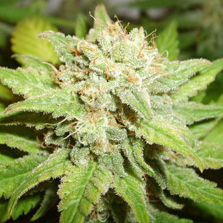 Met kristallen overdekte toppen van de Super Skunk wietplant.