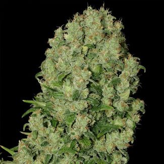 White Russian wietplant White Russian wietplant