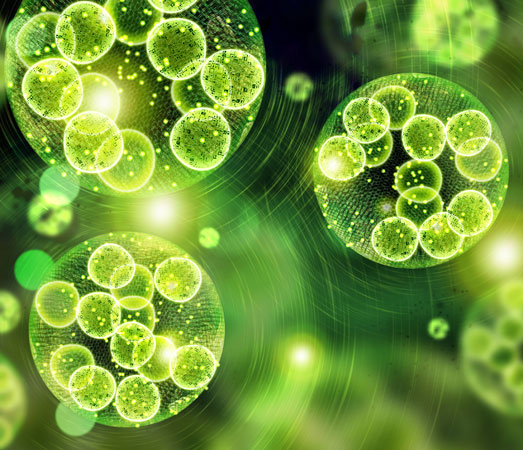 Groene bladkleurstof chlorofyl onder microscoop. Groene bladkleurstof chlorofyl onder microscoop.