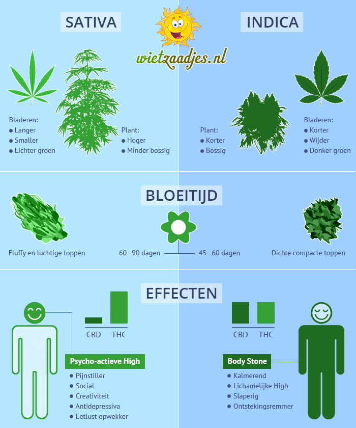 Verschil Sativa en Indica soorten De verschillende kenmerken van de Sativa en Indica wietsoorten