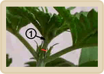 Wietplant toppen - Waar afknippen