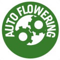 Barney’s Farm autoflower zaden Barney’s Farm autoflower zaden