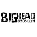 Big Head Seeds Big Head Seeds wietzaadjes