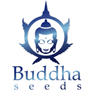 Buddha Seeds wietzaadjes