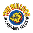 Bulldog Seeds Bulldog Seeds wietzaadjes