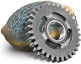 Autoflower zaden gaan automatisch in bloei.