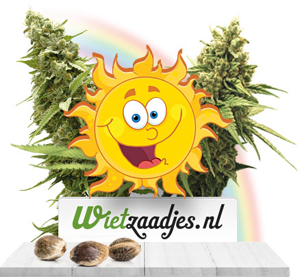 Online vrouwelijke wietzaden kopen doe je bij Wietzaadjes.nl
