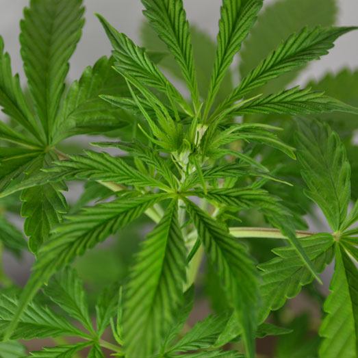 De Autoflower AKGun van het Huismerk van Wietzaadjes.nl in haar groeiperiode.