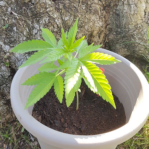 Cannabis plantje in de volle zon.
