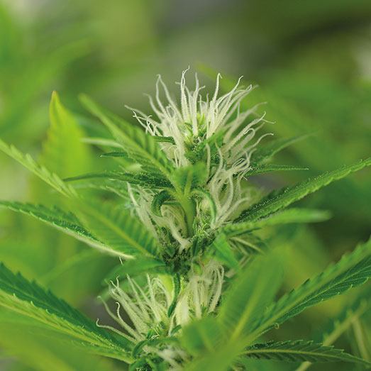 De Neville's Haze van het Huismerk van Wietzaadjes.nl in de eerste week bloei. De Neville's Haze van het Huismerk van Wietzaadjes.nl in de eerste week bloei.