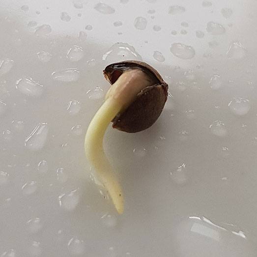 Zaailing wietplantje. Zaailing wietplantje.
