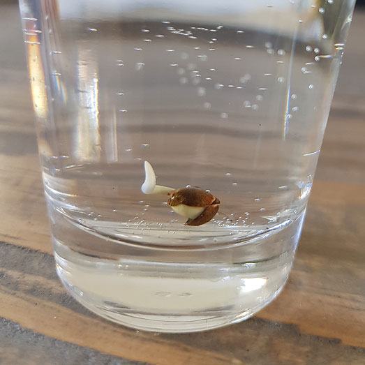 Ontkiemen in een bekertje water. Ontkiemen in een bekertje water.
