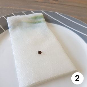 Ontkiemen wietzaadje - stap 2. Ontkiemen wietzaadje - stap 2.