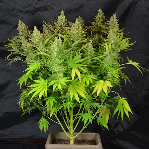 Een wietplant klaar om geoogst te worden. Een wietplant klaar om geoogst te worden.