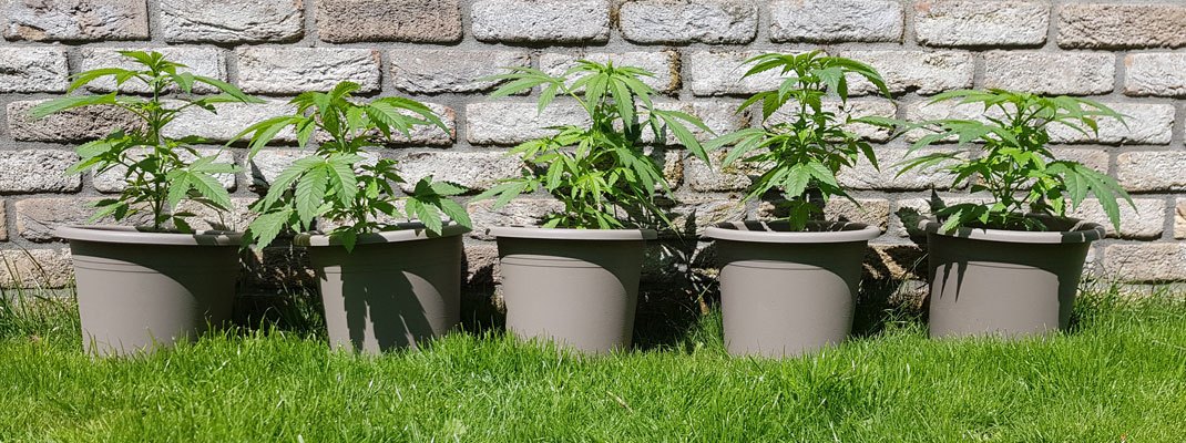 Wietplanten in de volle zon. Een wietplant wil het liefst altijd in de volle zon staan.