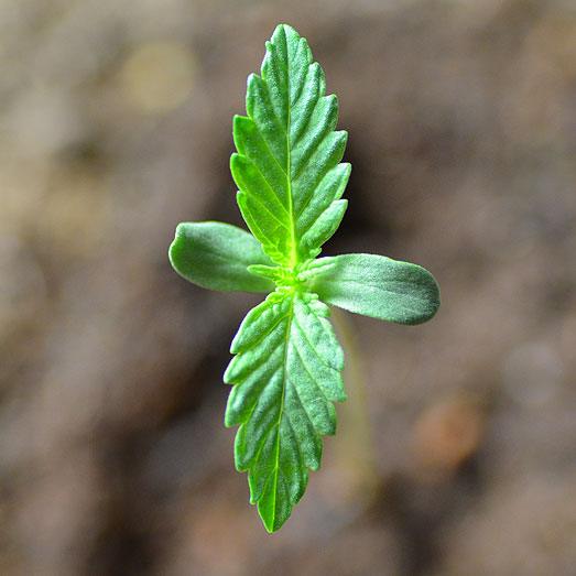 De zaailing van een wietplant. De zaailing van een wietplant.