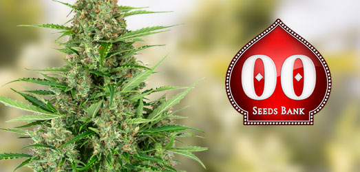 00 Kush Auto van 00 Seeds. 00 Kush Auto van 00 Seeds.