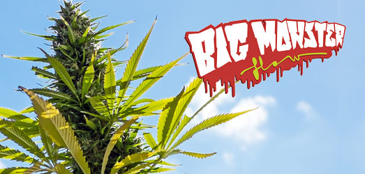 Big Monster Flow van Big Monster Seeds. Big Monster Flow van Big Monster Seeds.