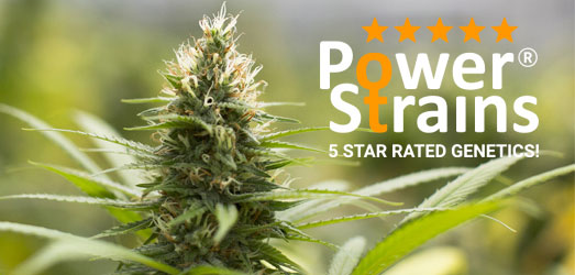 Jack Herer buitenzaden van PowerStrains, Jack Herer van PowerStrains.