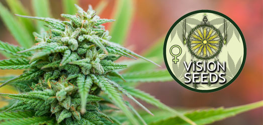 Northern Lights Auto van Vision Seeds. Northern Lights Auto van Vision Seeds