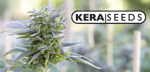 OG Kush buiten zaden van Kera Seeds. OG Kush plant van Kera Seeds.
