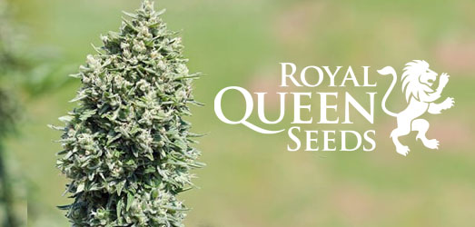 Royal Cookies Auto van Royal Queen Seeds. Royal Cookies Auto van Royal Queen Seeds.