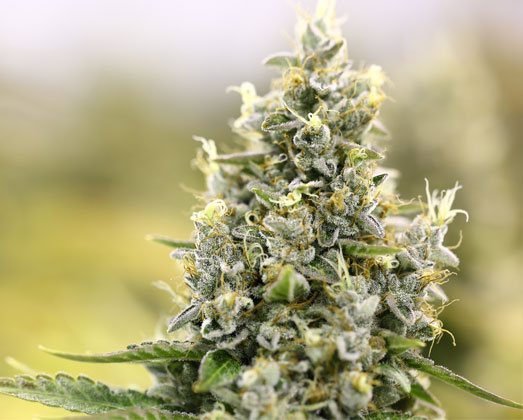 Auto Amnesia Haze wietplant. Auto Amnesia Haze wietplant.