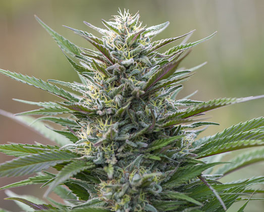 Auto White Widow wietplant. Auto White Widow wietplant.