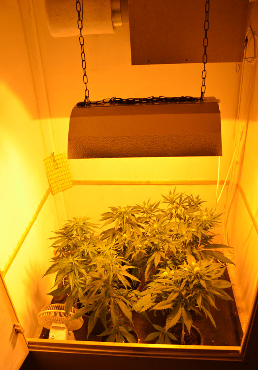 5 wietplantjes in een kweekkast. 5 wietplantjes in een kweekkast.