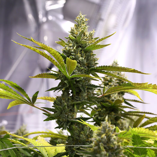 Binnen een Amnesia Haze wietplant kweken. Amnesia Haze wietplant in kweekruimte.