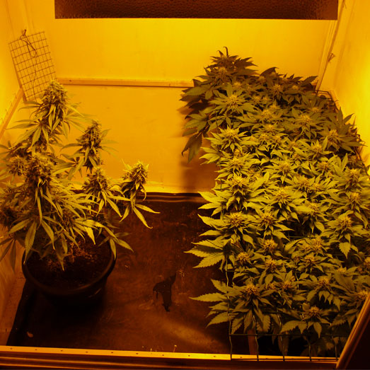 Een kweekkast waarin de scrog methode wordt toegepast. Wiet kweken in een kweekkast.