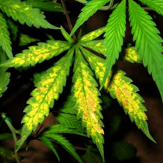 Gele bladeren is het meest voorkomende bladprobleem bij een wietplant. Gele bladeren van een wietplant.