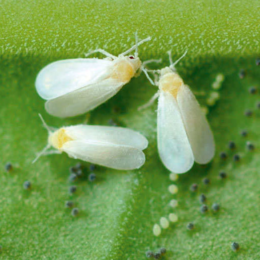 Witte vlieg met bladluis eitjes op wietplant.