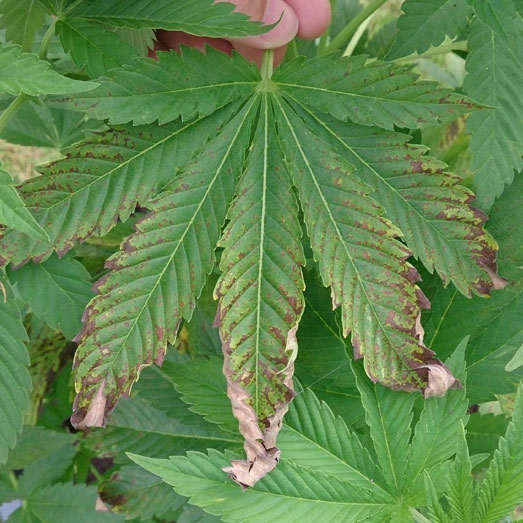 Verbrande bladpunten door overbevoeding wietplant. Verbrande bladpunten door overbevoeding wietplant.