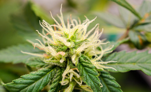 Low Ryder 2 autoflower 2 weken in bloei. Low Ryder 2 (zelfbloeier) die 2 weken in bloei staat.