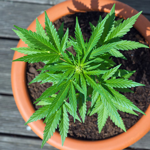 Cannabis plant buiten in een pot.