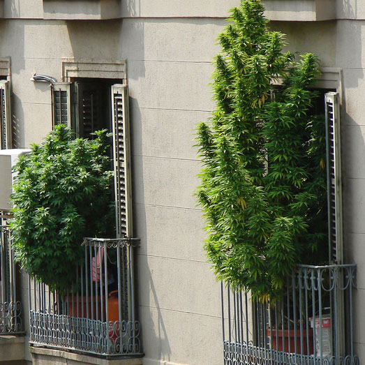 Cannabis planten op een balkon in Barcelona.