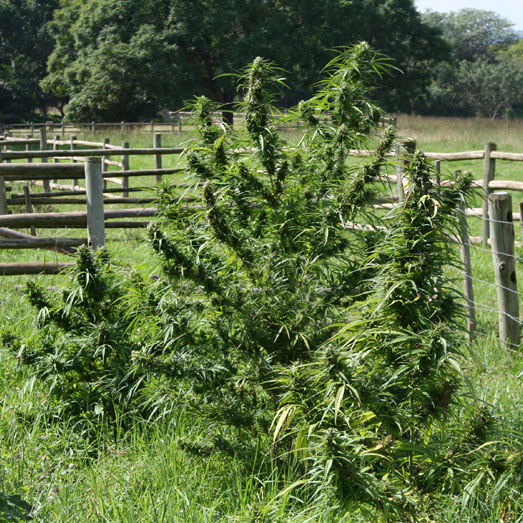 Outdoor cannabis kweken.