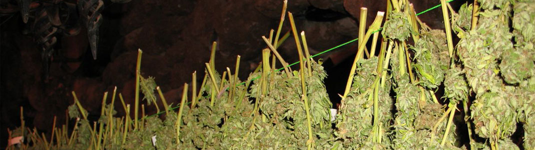 Wietplant drogen aan een waslijn. Wiet toppen kun je het best hangend drogen.
