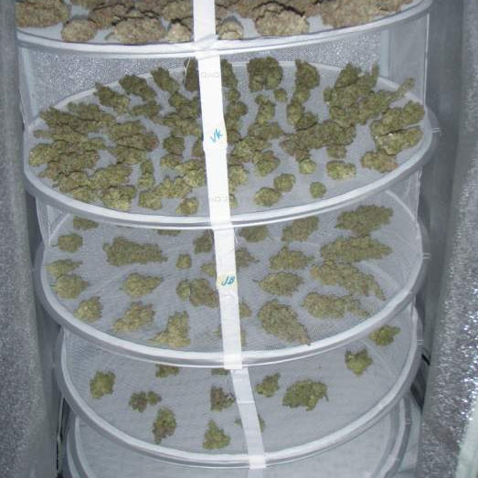 Cannabis toppen in rond hangend droognet.