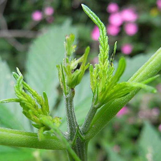 Close-up van een gefimde wietplant.