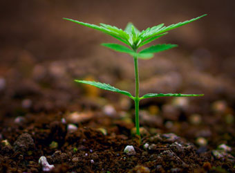 Groeien wietplant