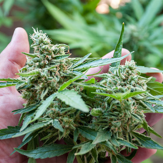 Een cannabis plant in de bloeifase. Een wietplant in de bloeifase.
