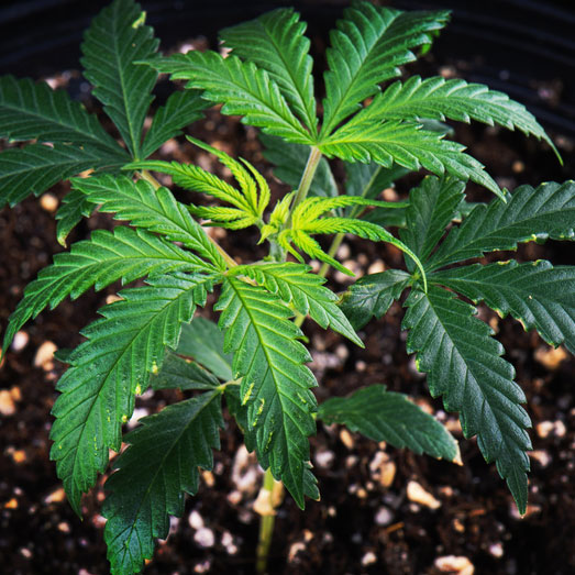 Cannabis plantje in de groeifase. Wietplantje in de groeifase