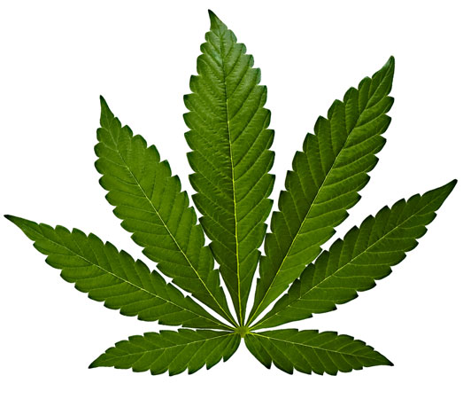 Het blad van een indica wietplant. Het blad van een indica wietplant.