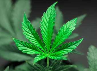 Indica