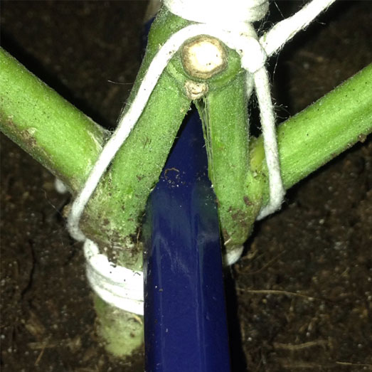 Stam wietplant splitsen. Gesplitste stam van een wietplant.